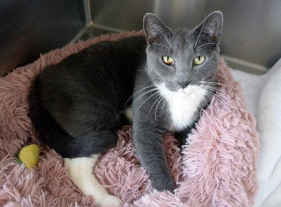 Enlarge Leonardo aka LEO: Pet of the Week!, a ADOPTABLE mixed breed in Fort Leavenworth, KS image 4/5