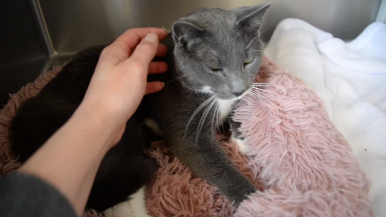 Enlarge Leonardo aka LEO: Pet of the Week!, a ADOPTABLE mixed breed in Fort Leavenworth, KS video 5/5