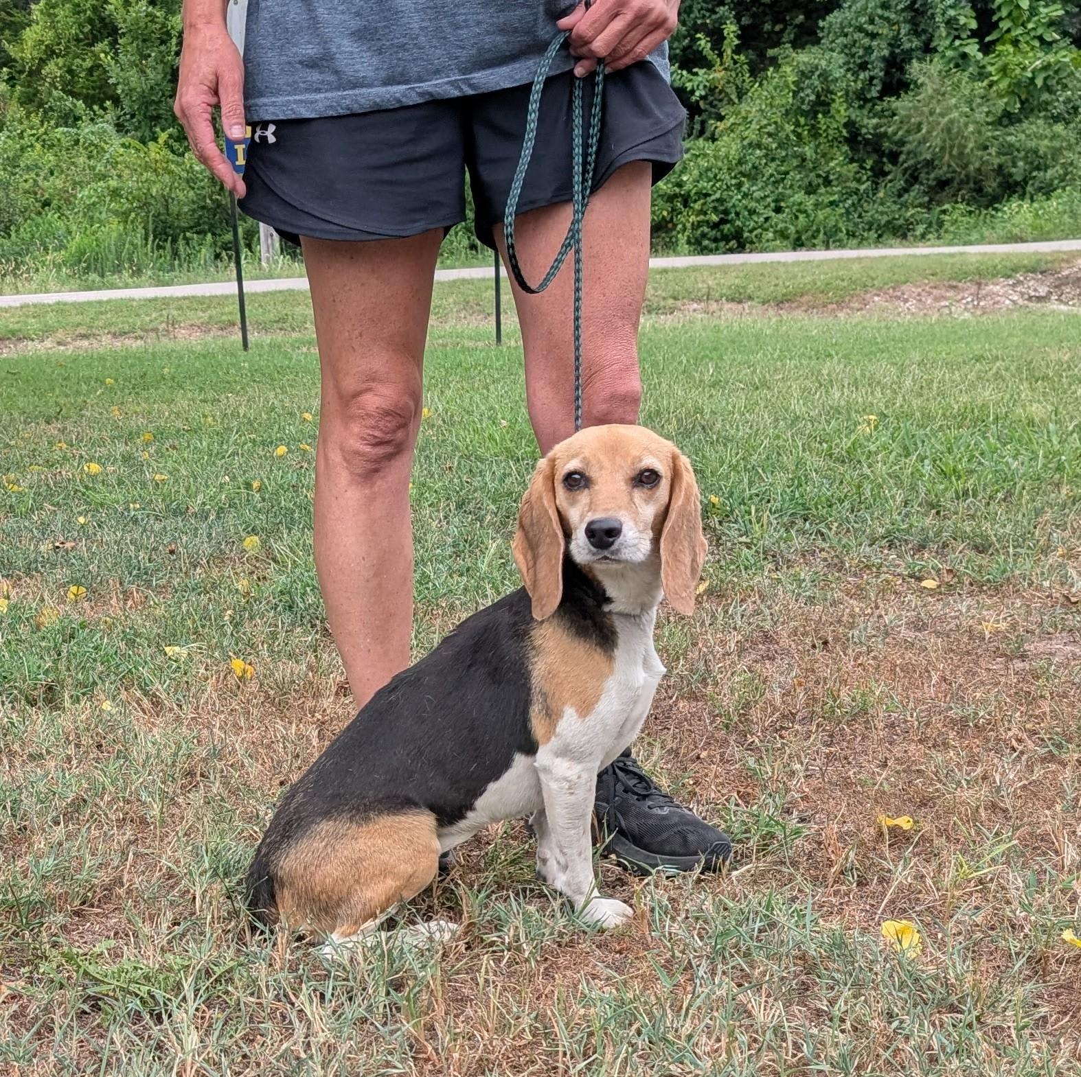 Betsy, adopted, Adult Female Beagle.