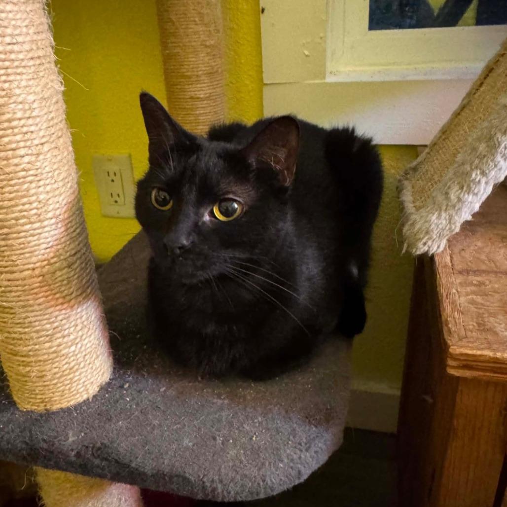 Enlarge Lucy (cat room), a Adoptable Domestic Short Hair in SAN ANTONIO, TX image 1/1
