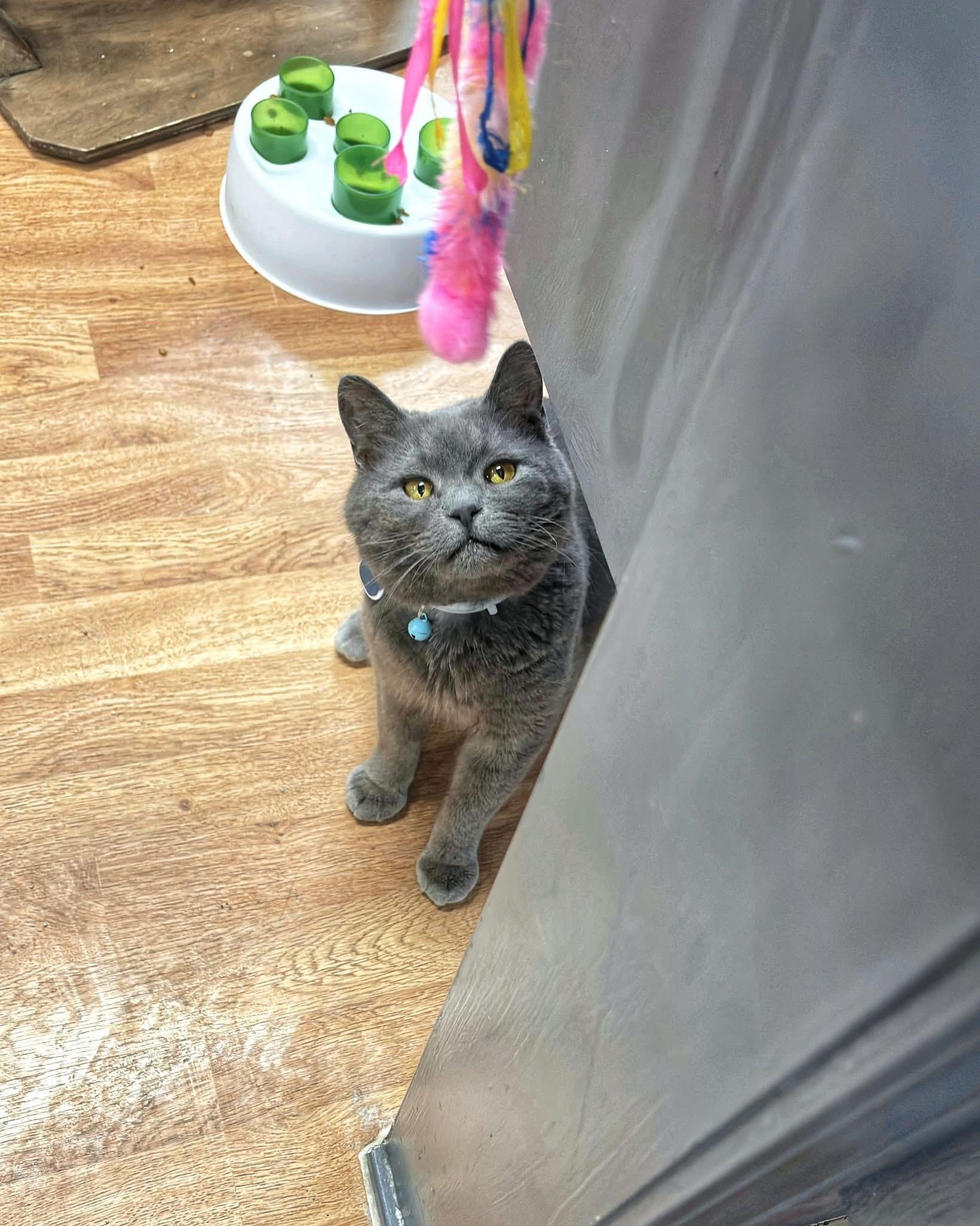UNI , ADOPTABLE, Adult Male Domestic Short Hair.