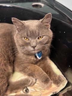Enlarge UNI , a ADOPTABLE Domestic Short Hair in Grand Rapids, MI image 3/6