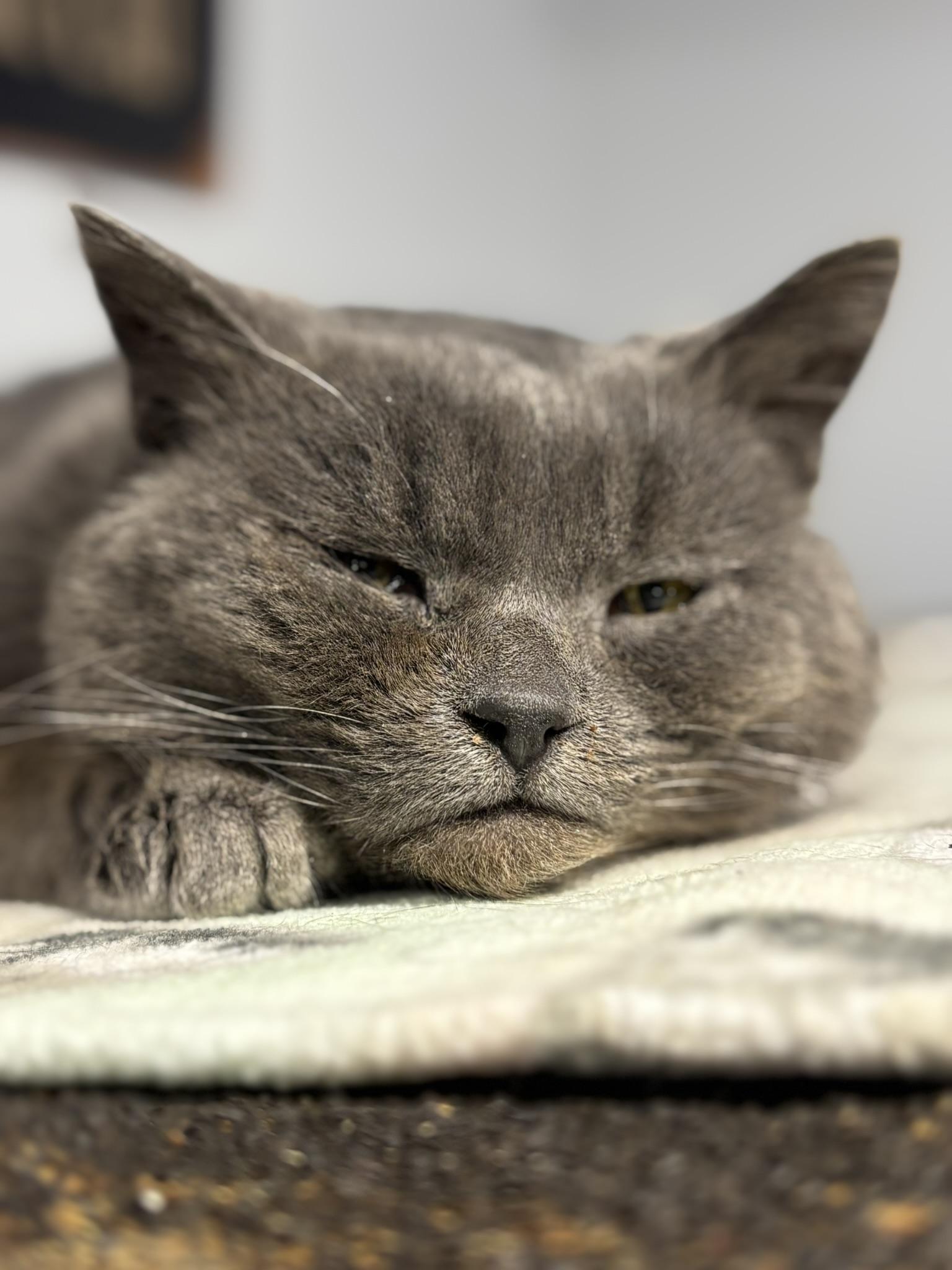 Enlarge UNI , a ADOPTABLE Domestic Short Hair in Grand Rapids, MI image 5/6
