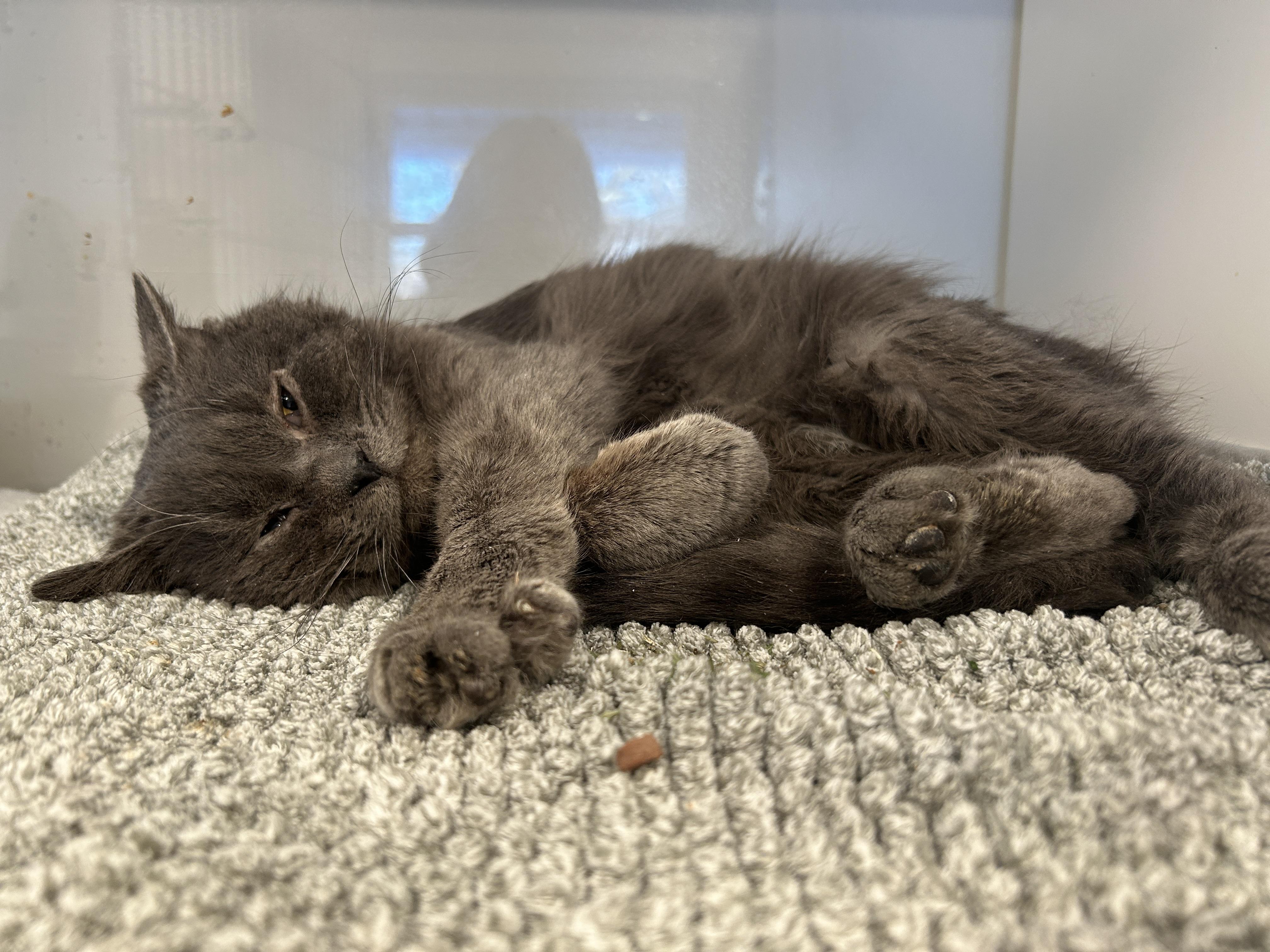 Enlarge UNI , a ADOPTABLE Domestic Short Hair in Grand Rapids, MI image 6/6
