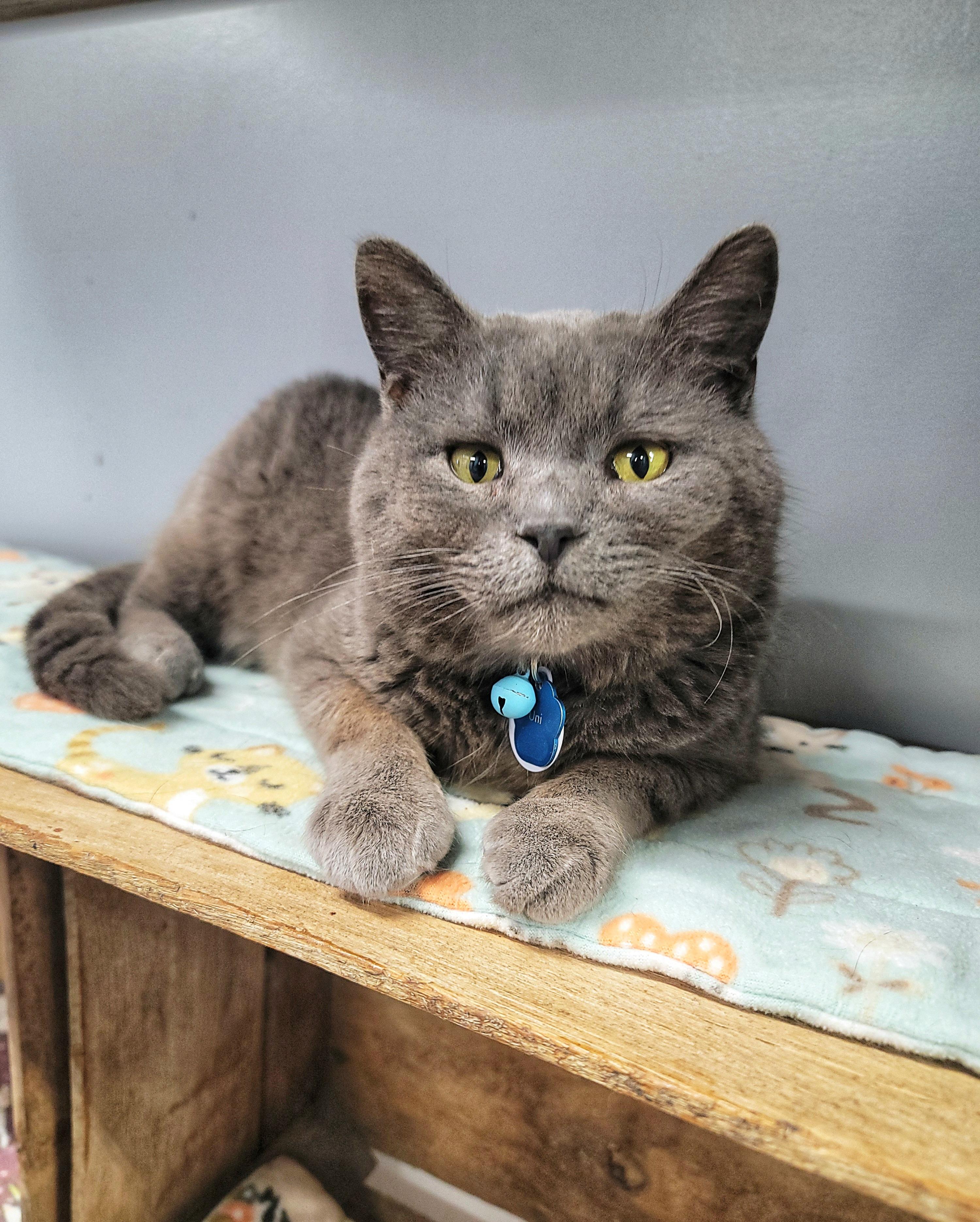 Enlarge UNI , a ADOPTABLE Domestic Short Hair in Grand Rapids, MI image 2/6