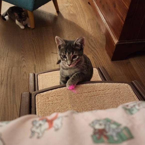 Enlarge Bellarina, a Adoptable Domestic Short Hair in Chicago, IL image 1/1