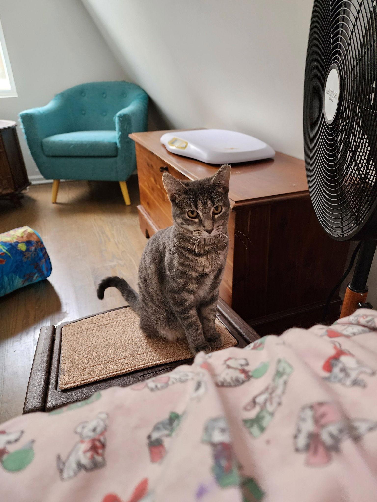 Enlarge Bellarina, a Adoptable Domestic Short Hair in Chicago, IL image 2/3