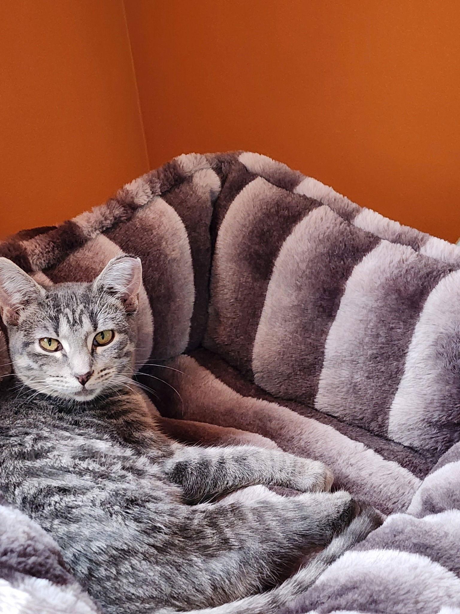 Enlarge Bellarina, a Adoptable Domestic Short Hair in Chicago, IL image 3/3