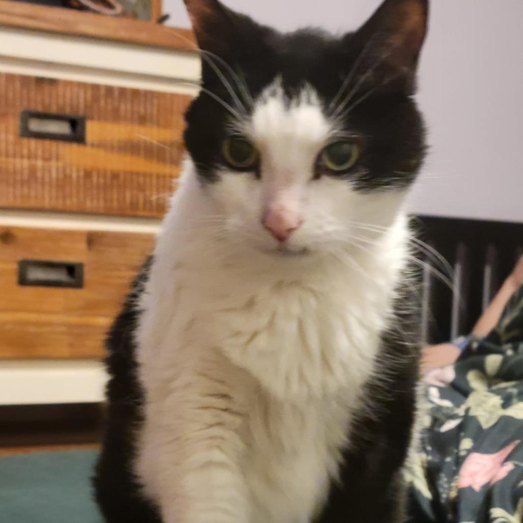Oreo Gatsby, Adoptable, Senior Male Domestic Short Hair.