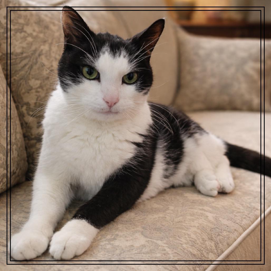 Oreo Gatsby, Adoptable, Senior Male Domestic Short Hair.