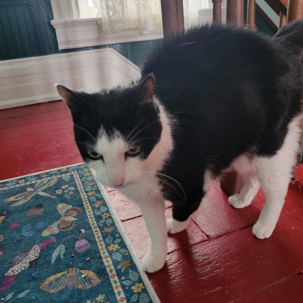 Enlarge Oreo Gatsby, a Adoptable Domestic Short Hair in Monroe, MI image 3/3