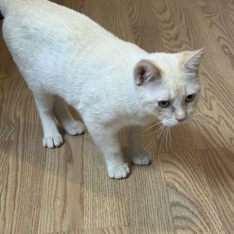 NOVA, an adopted mixed breed in Millerstown, PA image 3/5