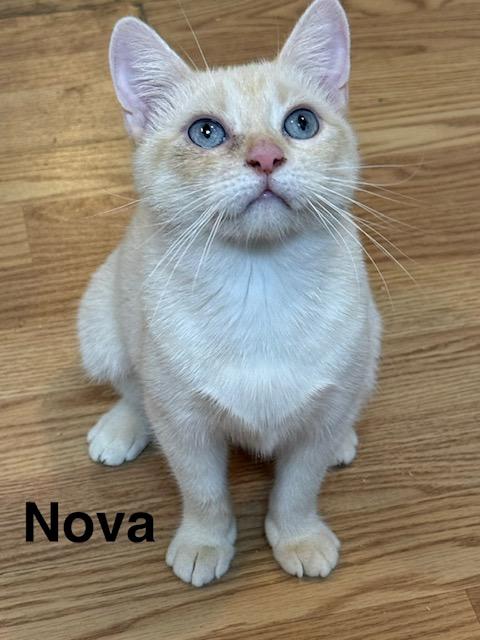 NOVA, an adopted mixed breed in Millerstown, PA image 1/5