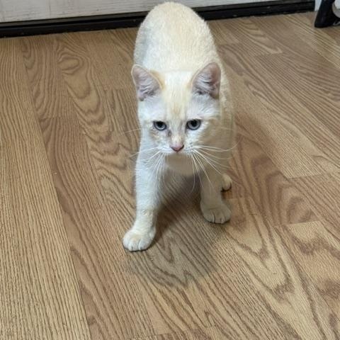 NOVA, an adopted mixed breed in Millerstown, PA image 4/5