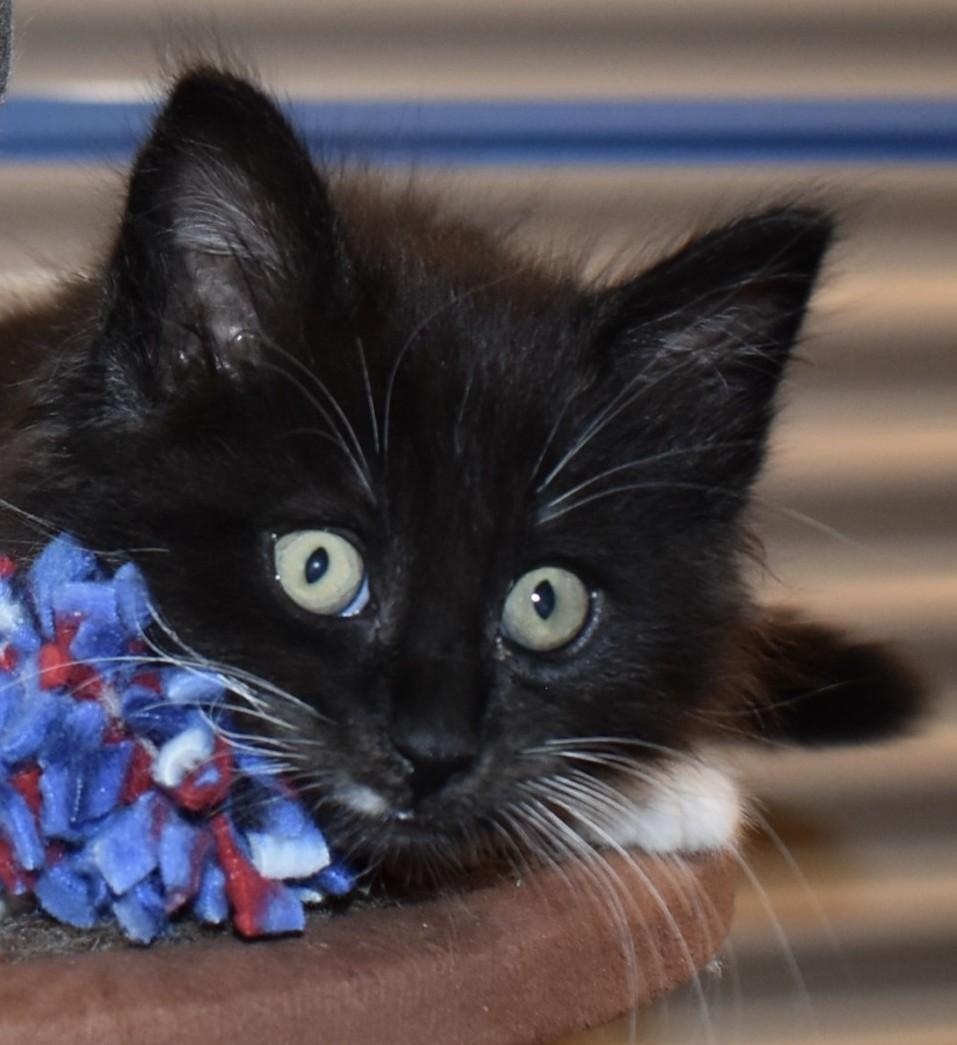 Enlarge Tuxy (with Mousie), an adopted Domestic Medium Hair in Silverton, OR image 3/6