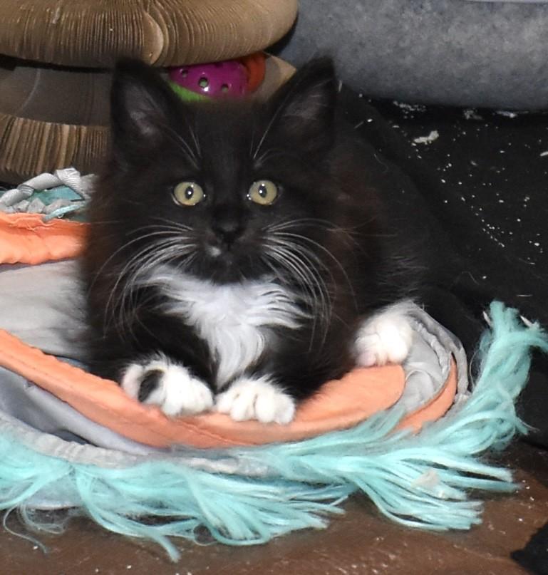Enlarge Tuxy (with Mousie), an adopted Domestic Medium Hair in Silverton, OR image 4/6