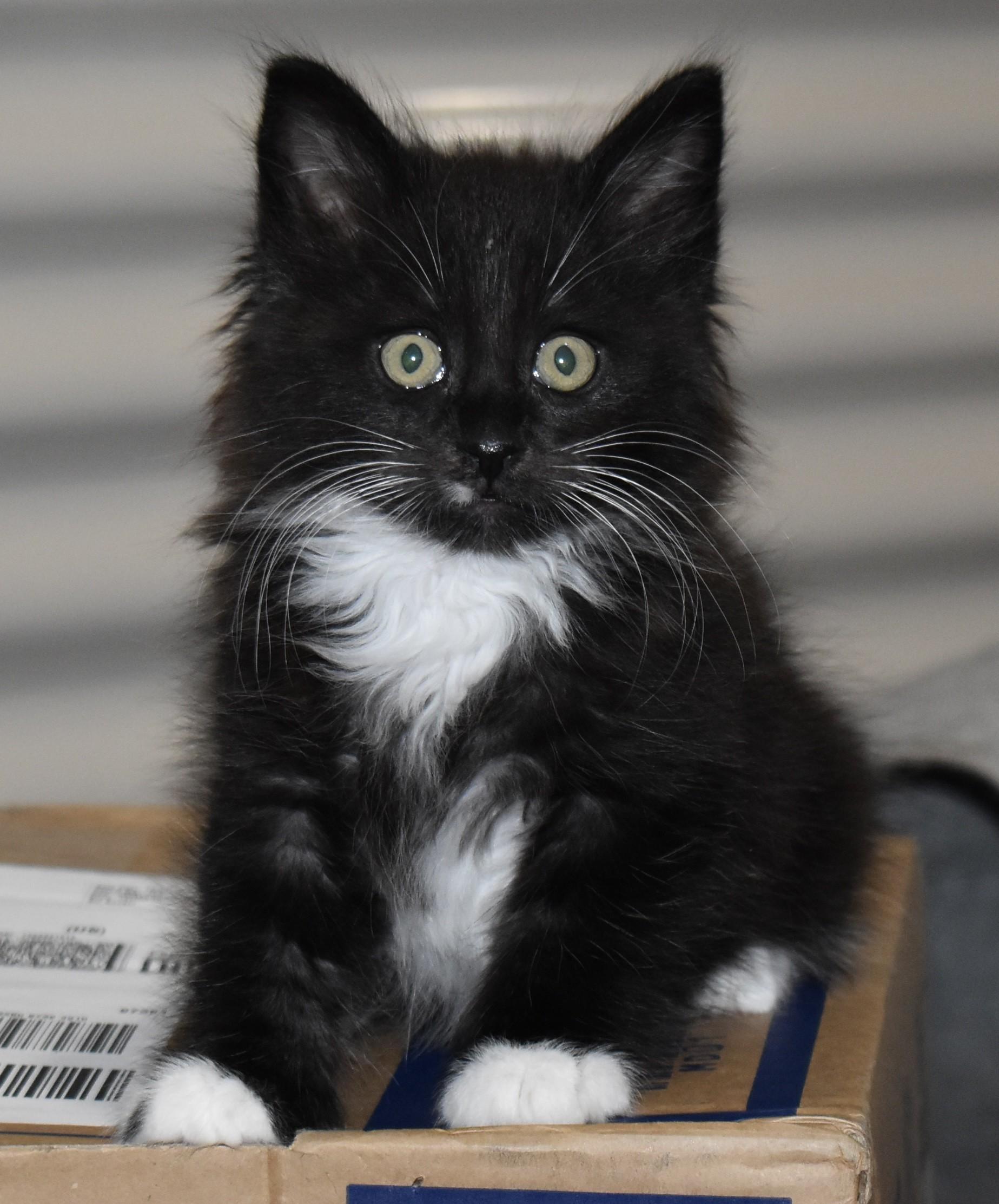Enlarge Tuxy (with Mousie), an adopted Domestic Medium Hair in Silverton, OR image 6/6