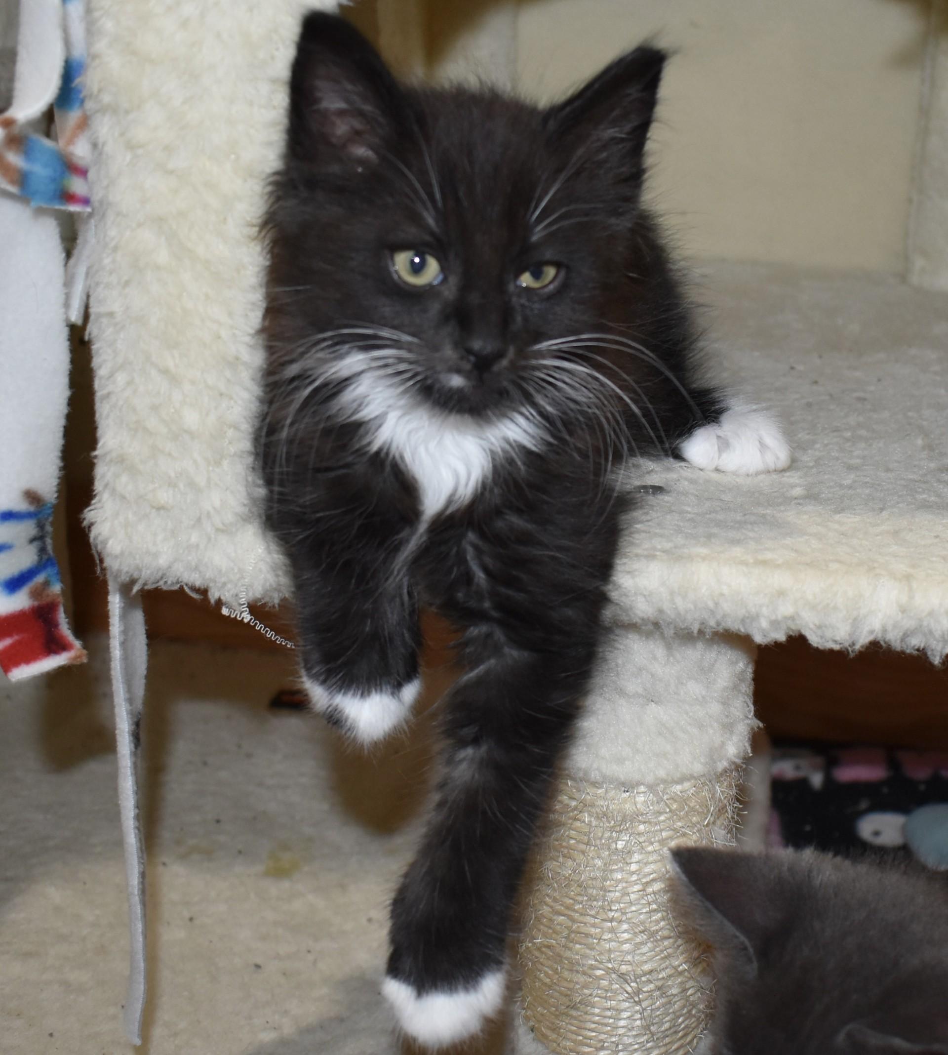 Enlarge Tuxy (with Mousie), an adopted Domestic Medium Hair in Silverton, OR image 1/6