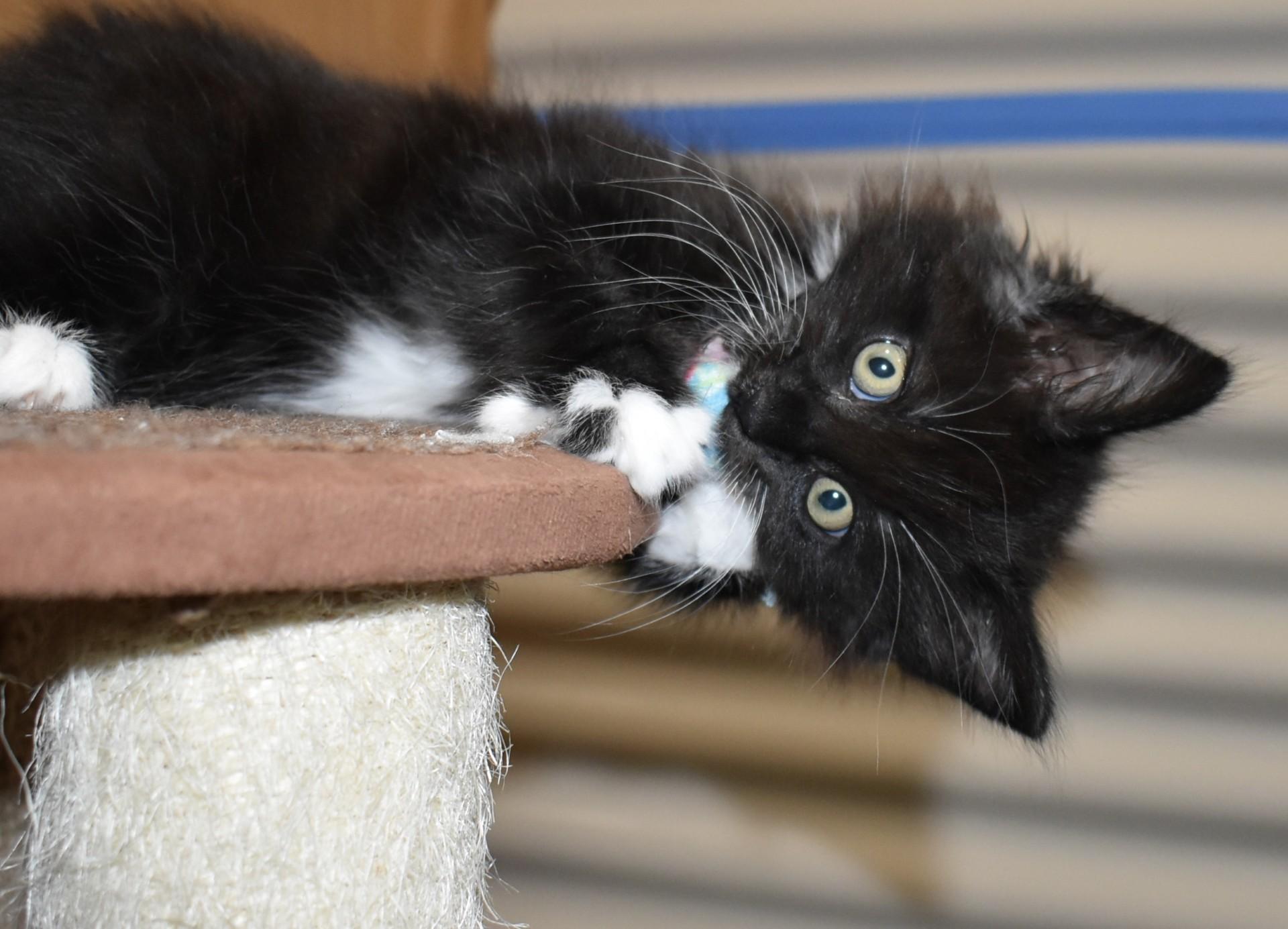 Enlarge Tuxy (with Mousie), an adopted Domestic Medium Hair in Silverton, OR image 2/6