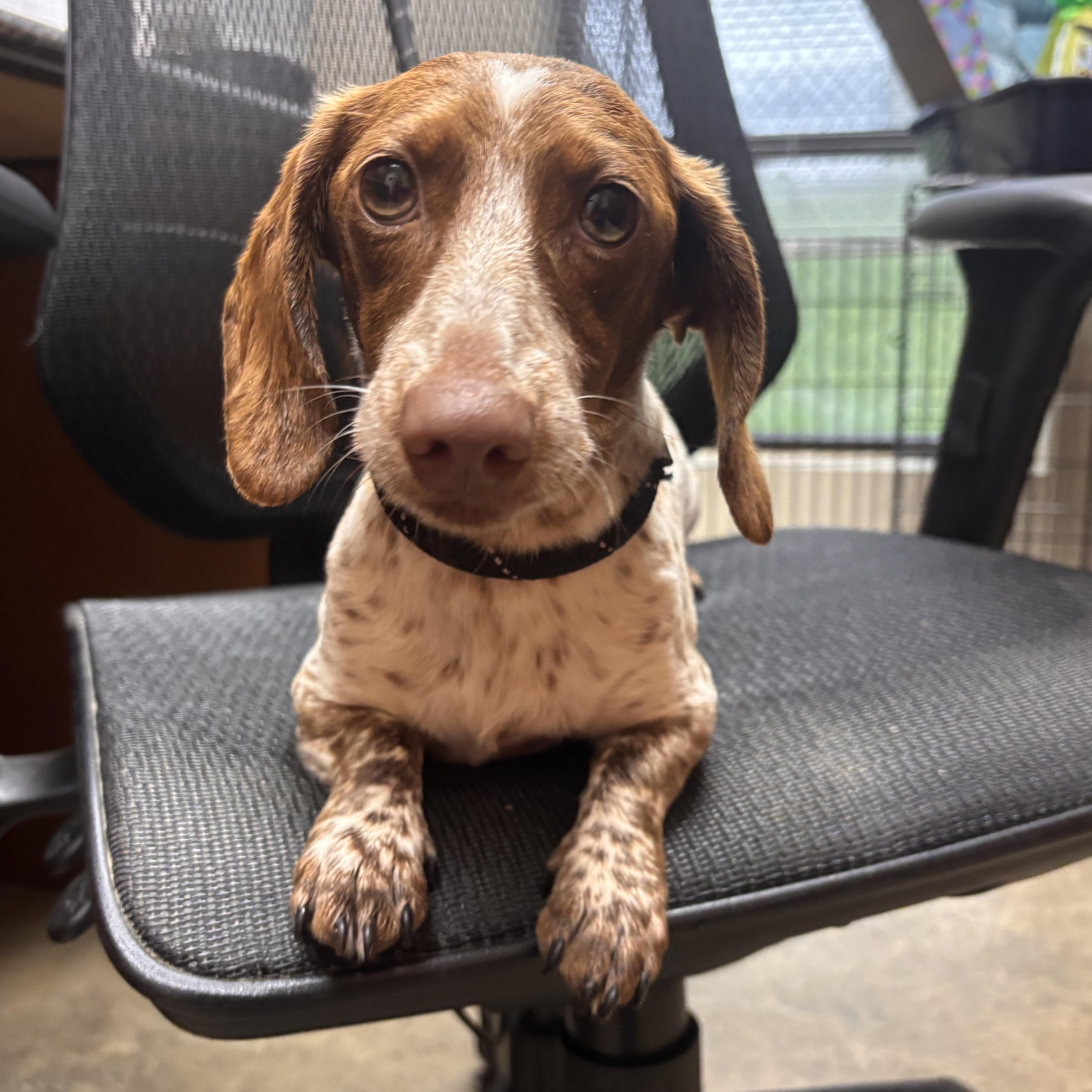 Enlarge Daisy mae, an adopted Dachshund in Collierville, TN image 2/2