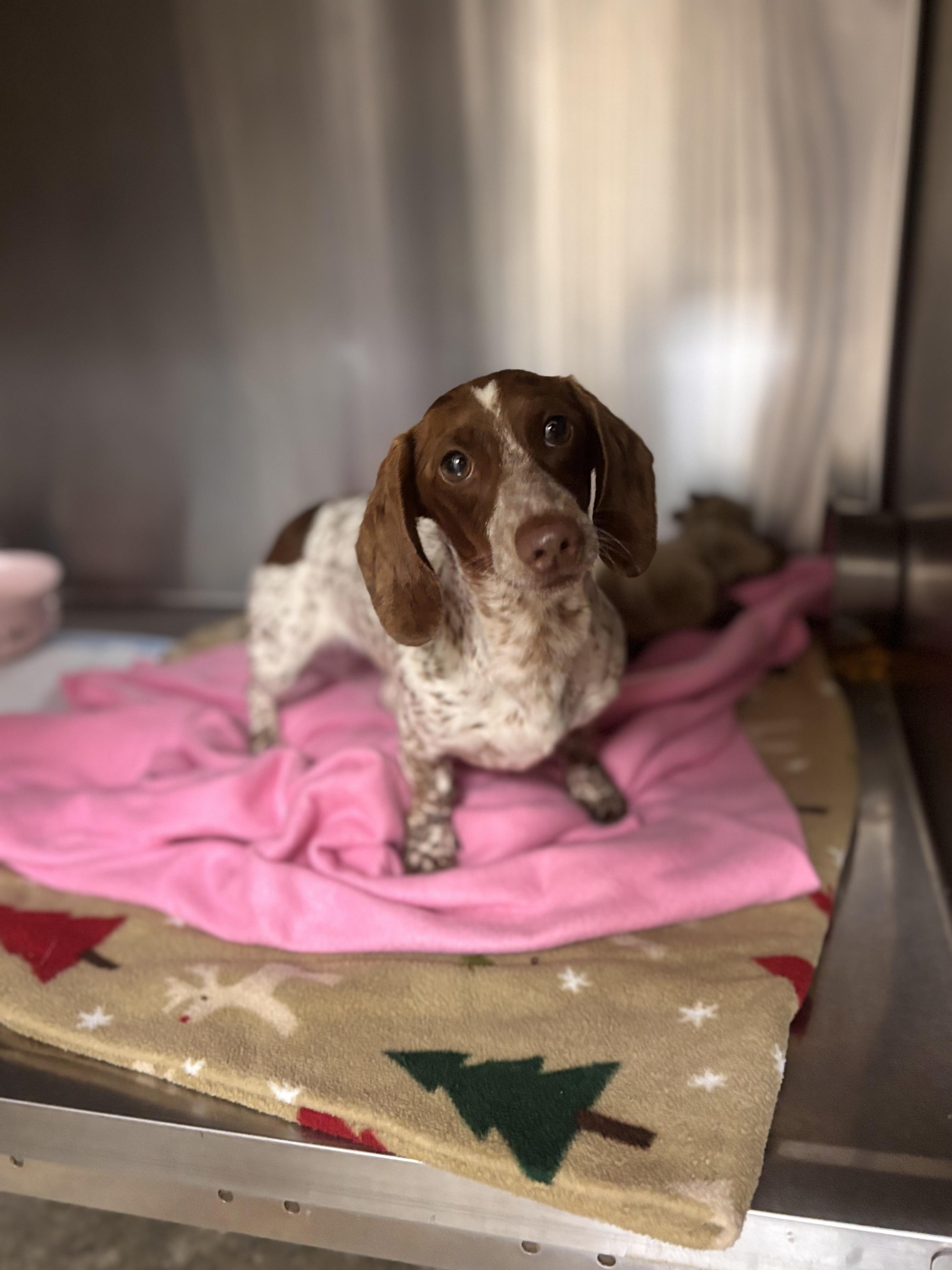 Daisy mae, adopted, Young Female Dachshund.