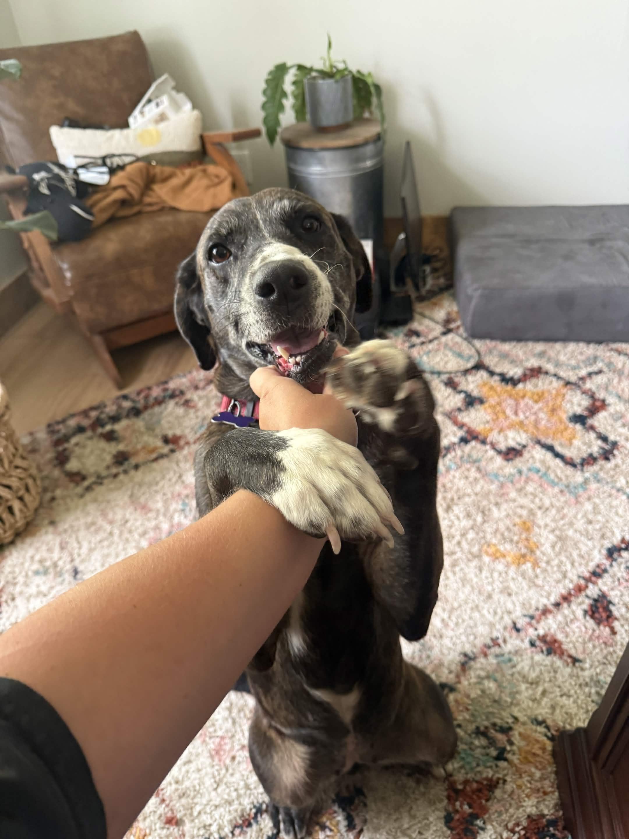 Bluebonnet (Bonnie), Adoptable, Adult Female Plott Hound & Catahoula Leopard Dog.