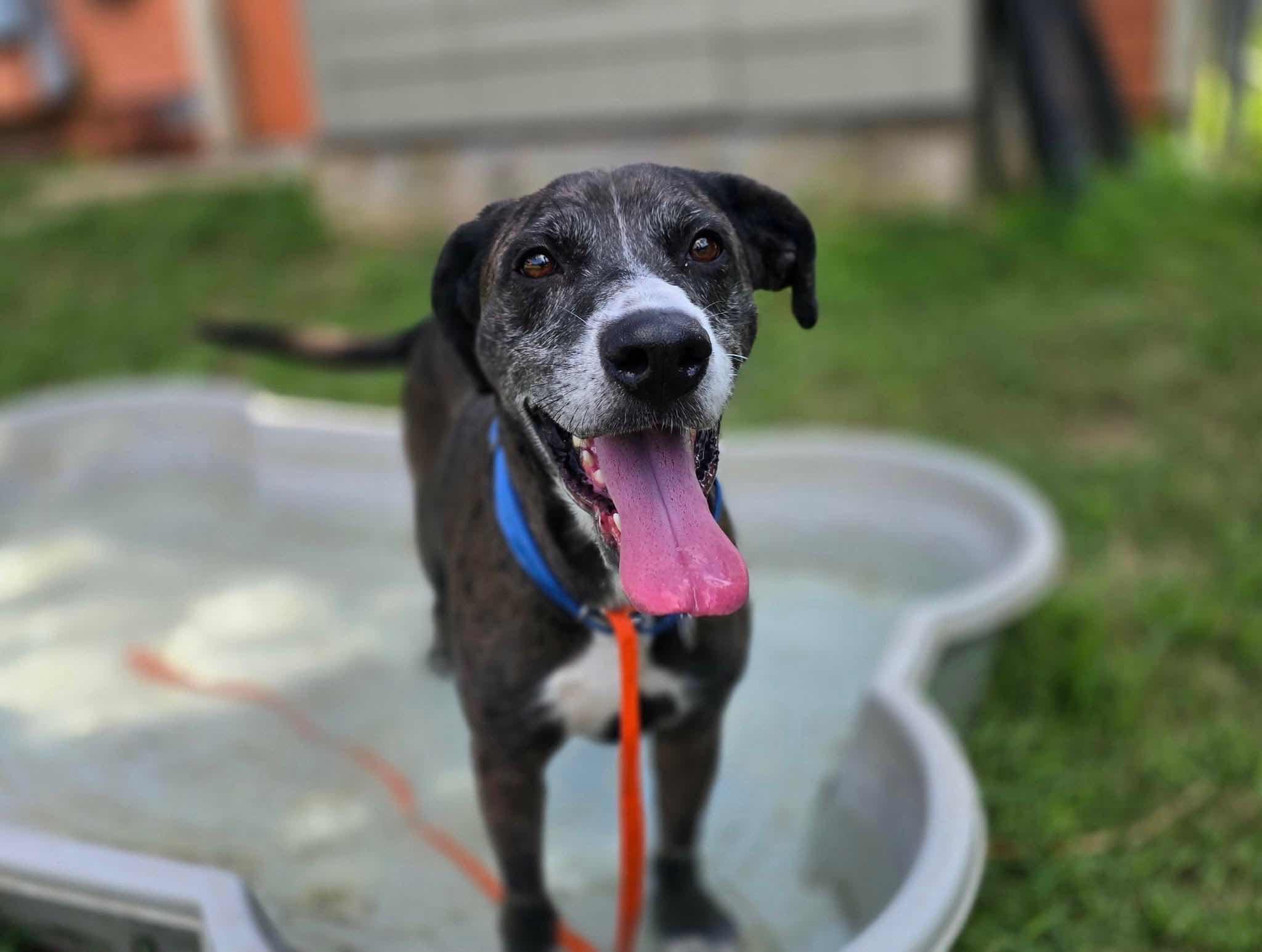Enlarge Bluebonnet (Bonnie), a Adoptable mixed breed in Austin, TX image 2/6