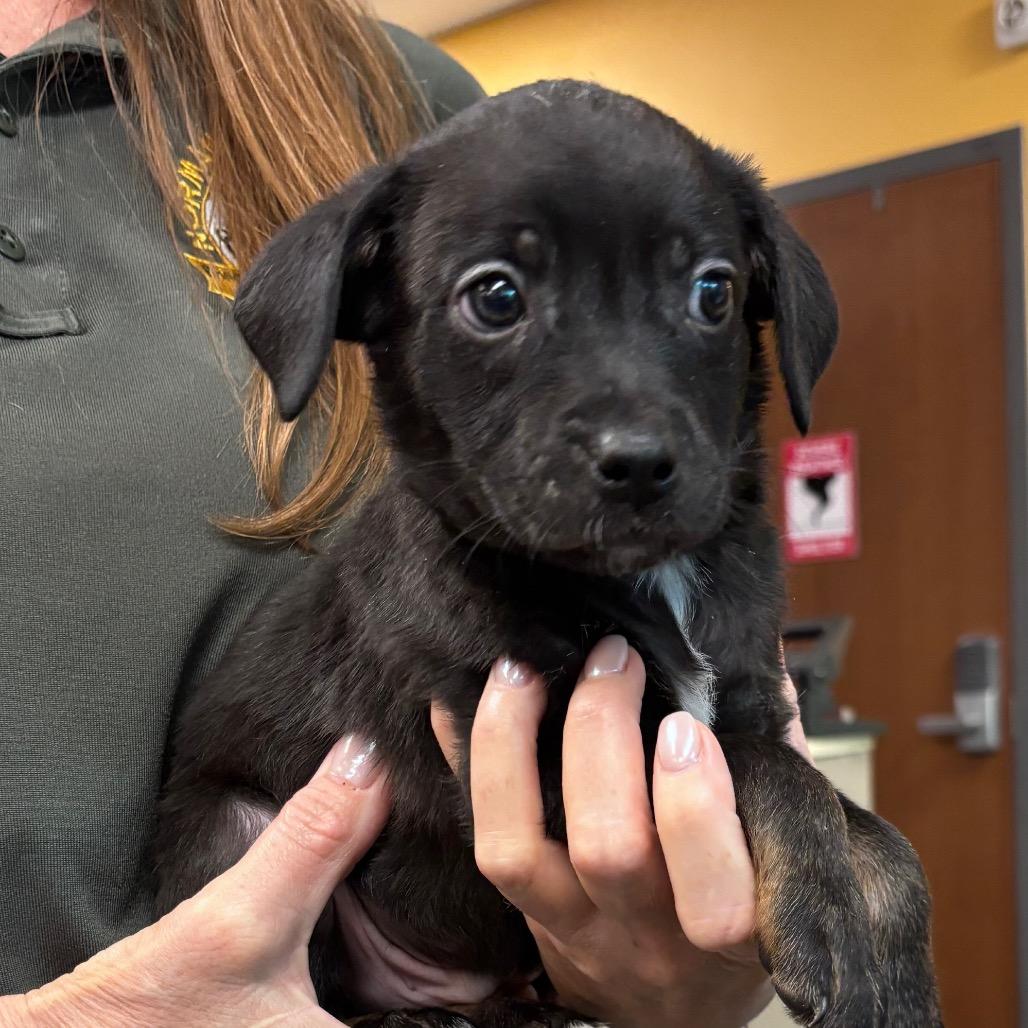 Pasha, Adoptable, Puppy Male Jack Russell Terrier & Australian Shepherd.