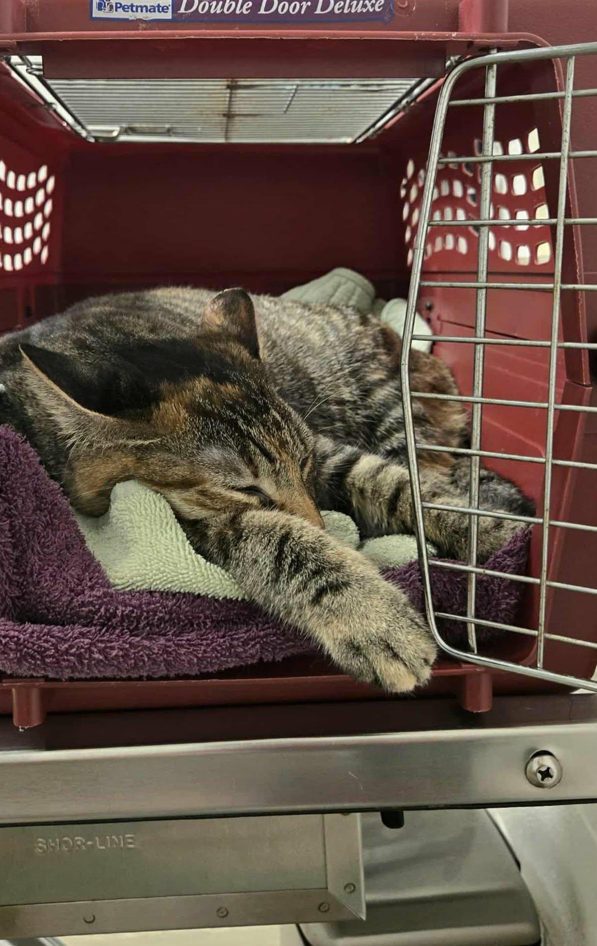 Reba, adopted, Adult Female Domestic Short Hair.