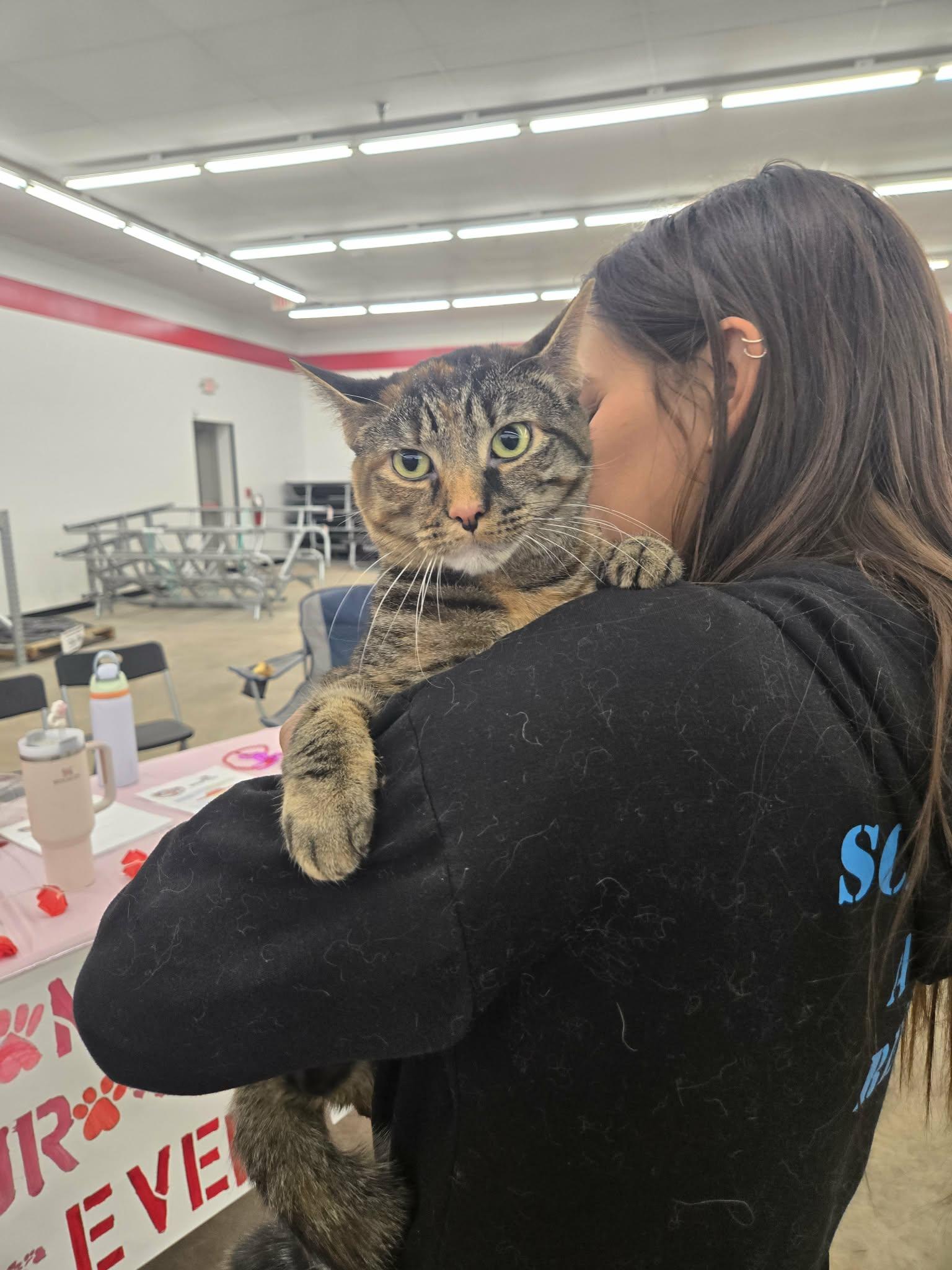 Enlarge Reba, an adopted Domestic Short Hair in oxford, PA image 3/5