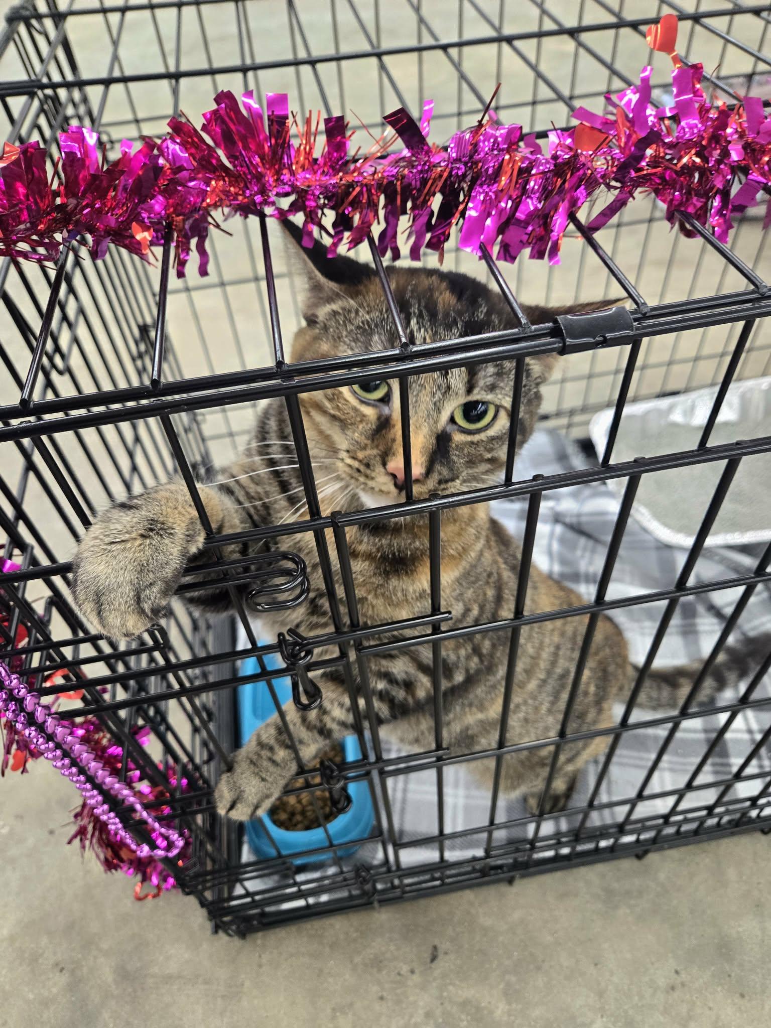 Enlarge Reba, an adopted Domestic Short Hair in oxford, PA image 2/5