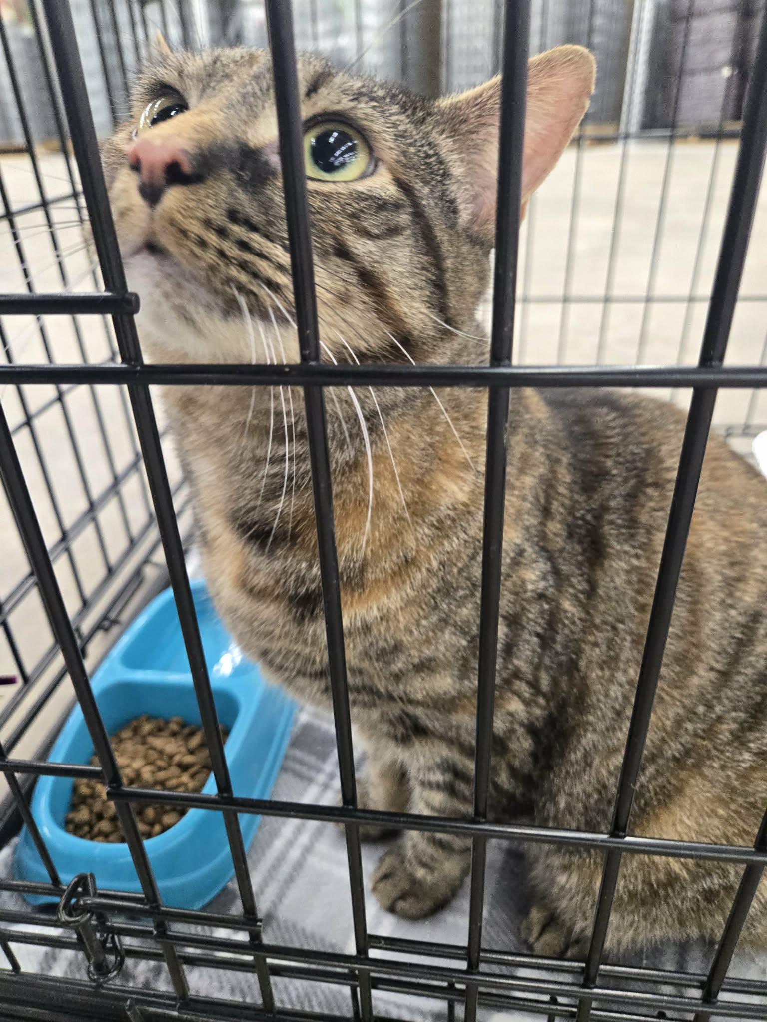 Enlarge Reba, an adopted Domestic Short Hair in oxford, PA image 5/5