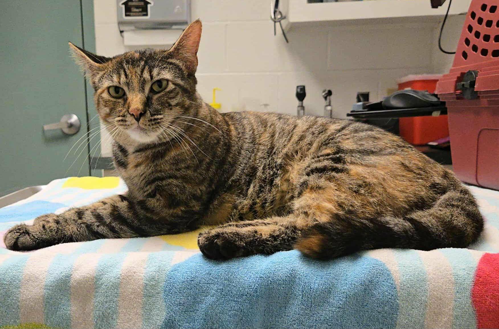 Enlarge Reba, an adopted Domestic Short Hair in oxford, PA image 4/5