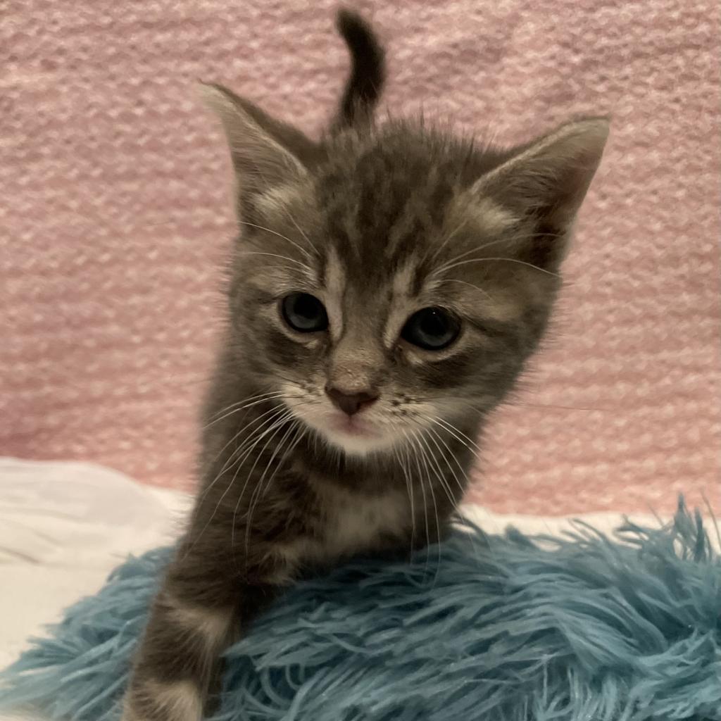 Teddy (aka Thor), Adoptable, Adult Male Domestic Short Hair.