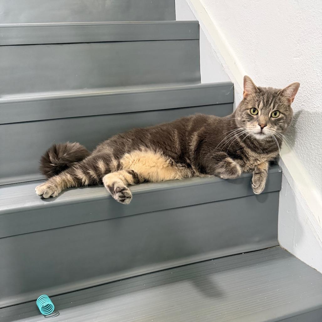 Teddy (aka Thor), a Adoptable Domestic Short Hair in Oyster Bay, NY image 2/4