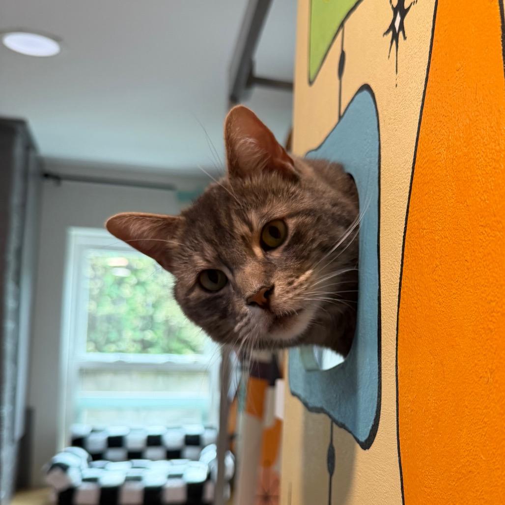 Enlarge Teddy, a Adoptable Domestic Short Hair in Oyster Bay, NY image 3/5
