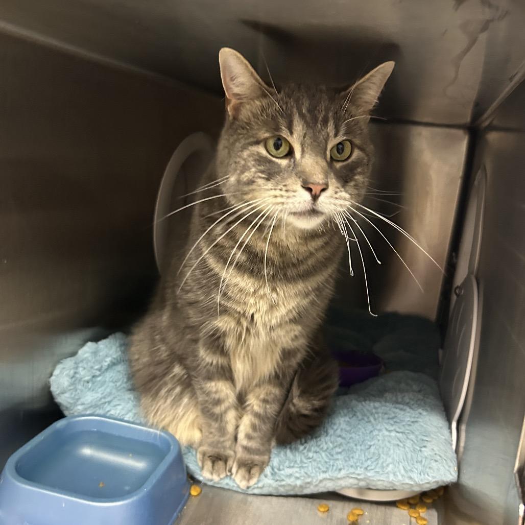 Teddy (aka Thor), a Adoptable Domestic Short Hair in Oyster Bay, NY image 3/4