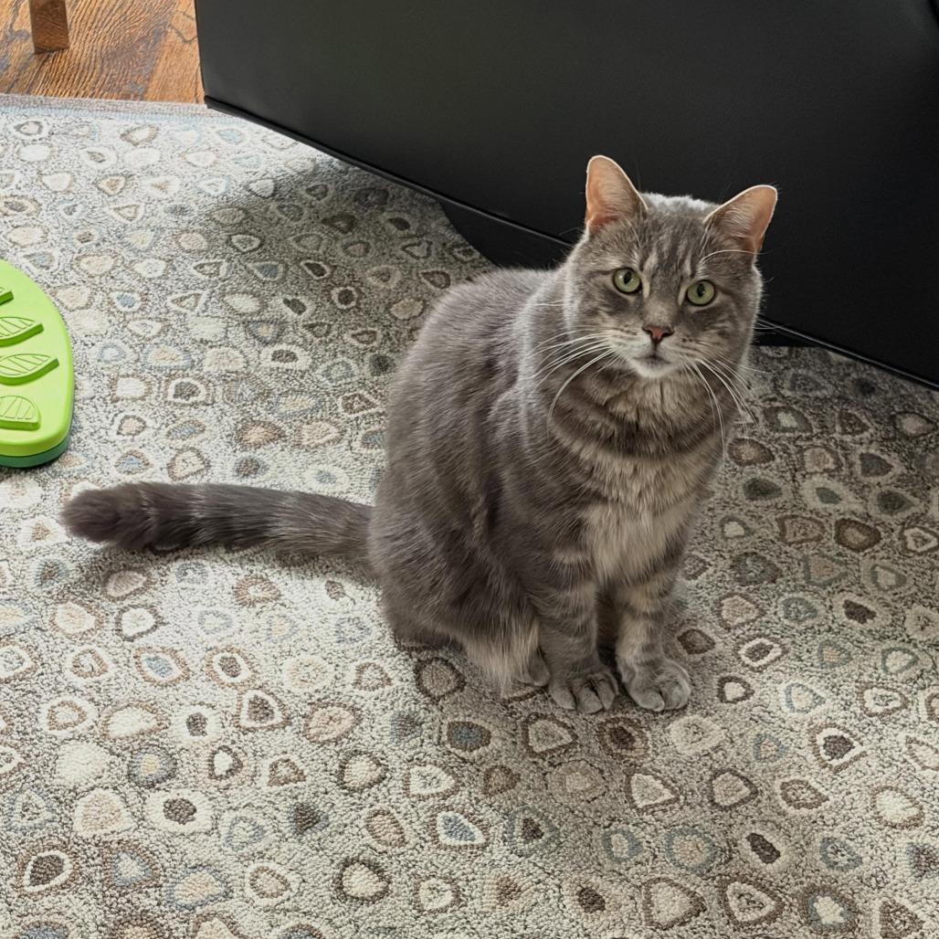 Teddy (aka Thor), a Adoptable Domestic Short Hair in Oyster Bay, NY image 4/4