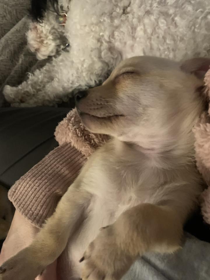 Nick, Adoptable, Puppy Male Chihuahua.