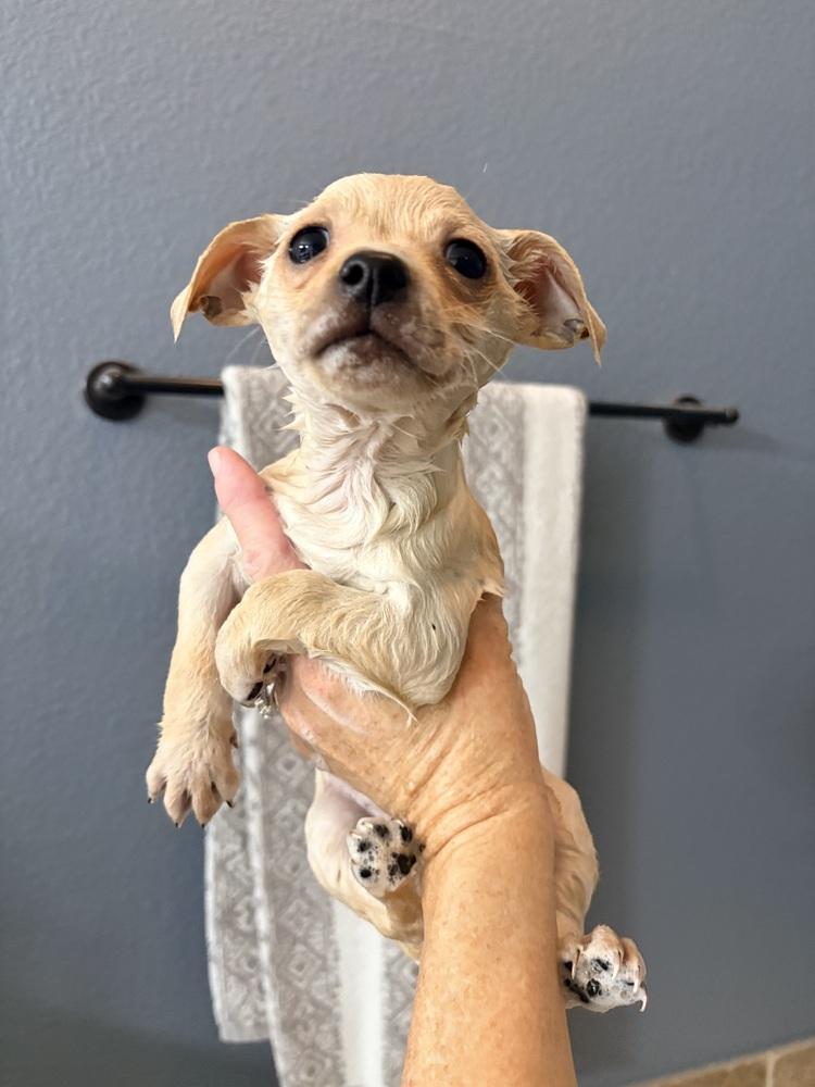 Enlarge Nick, a Adoptable mixed breed in Frisco, TX image 2/4