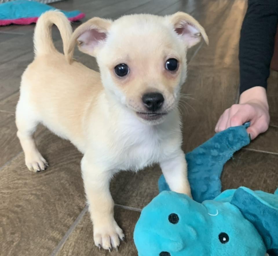Enlarge Nick, a Adoptable mixed breed in Frisco, TX image 4/4