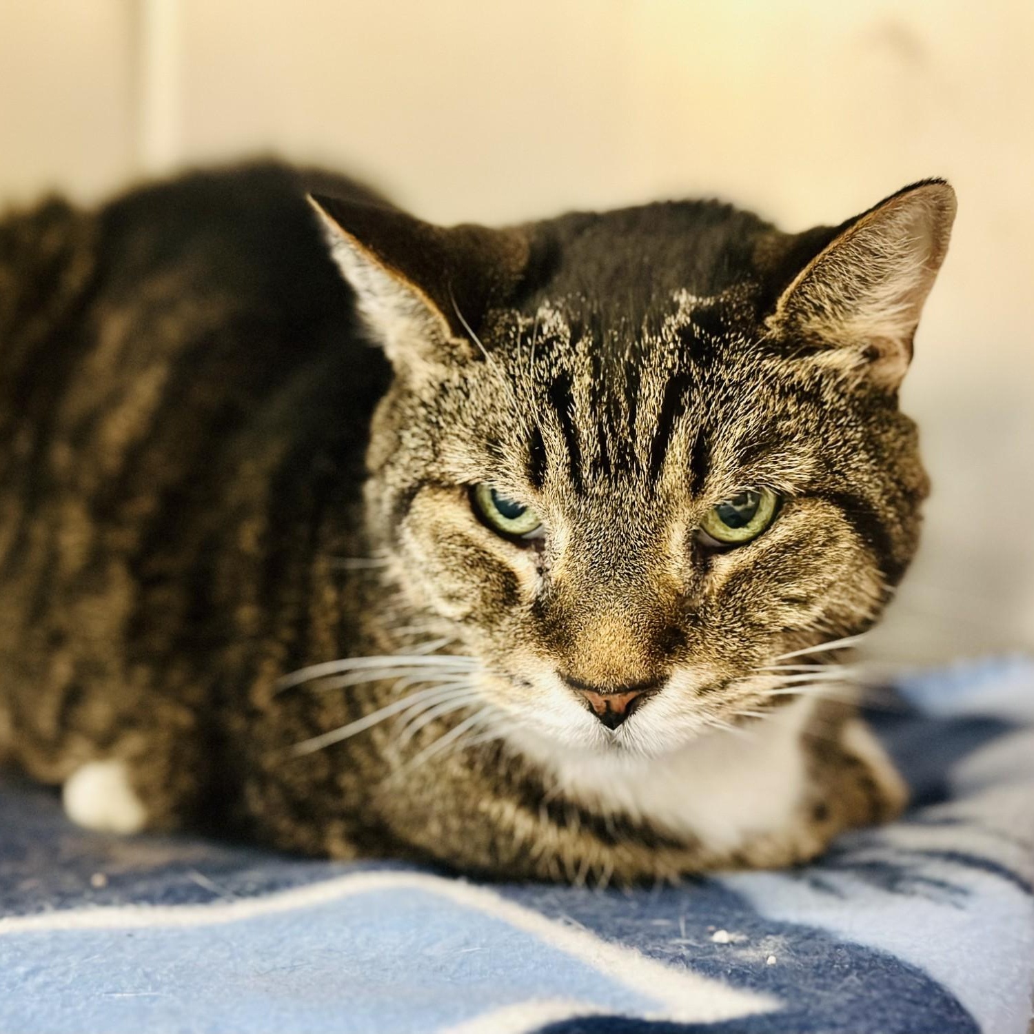 Simon , a ADOPTABLE Domestic Short Hair in Jackson, NJ image 2/2