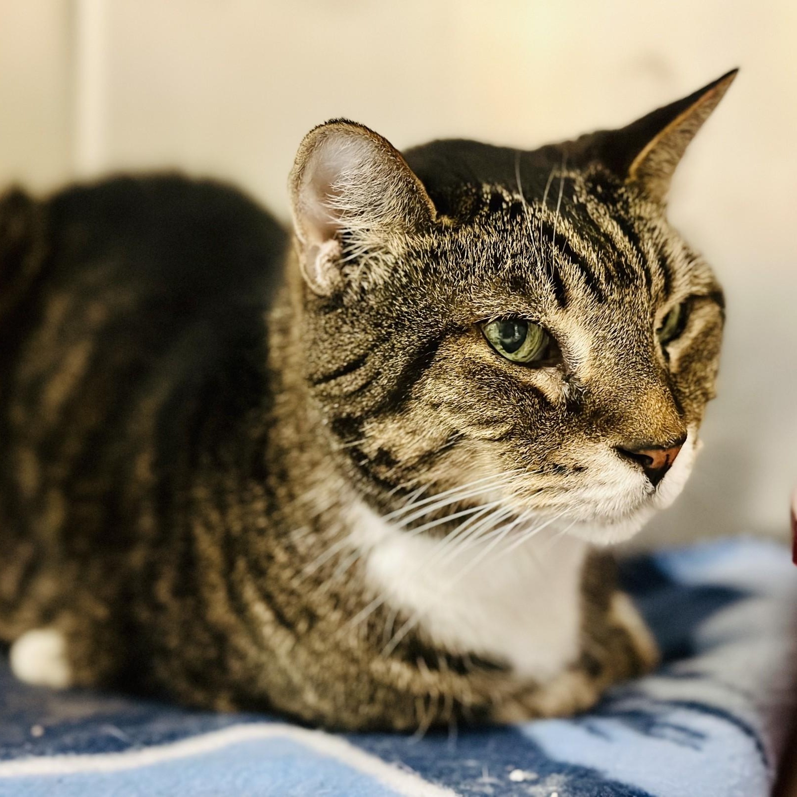 Simon , a ADOPTABLE Domestic Short Hair in Jackson, NJ image 1/2