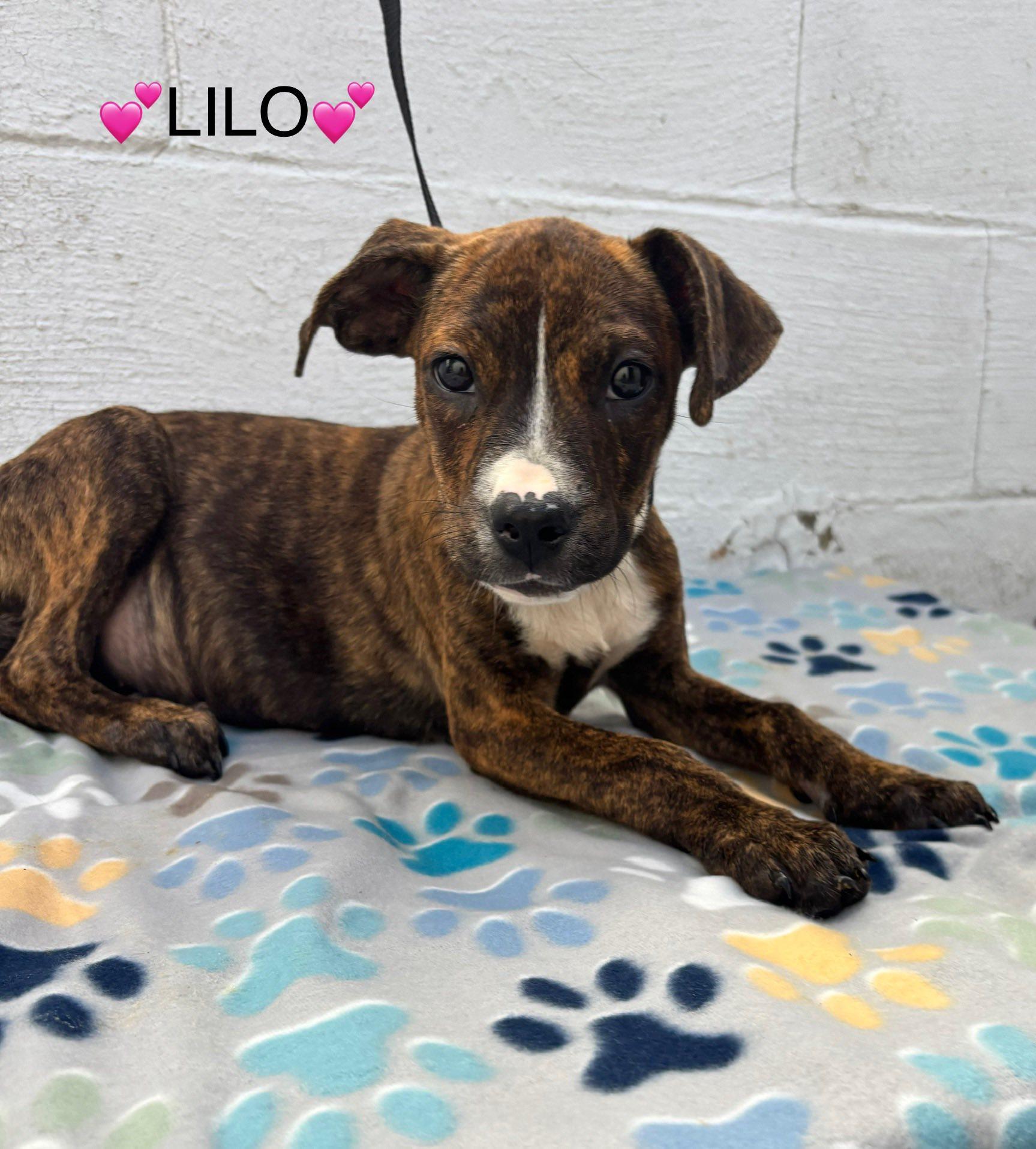 Lilo