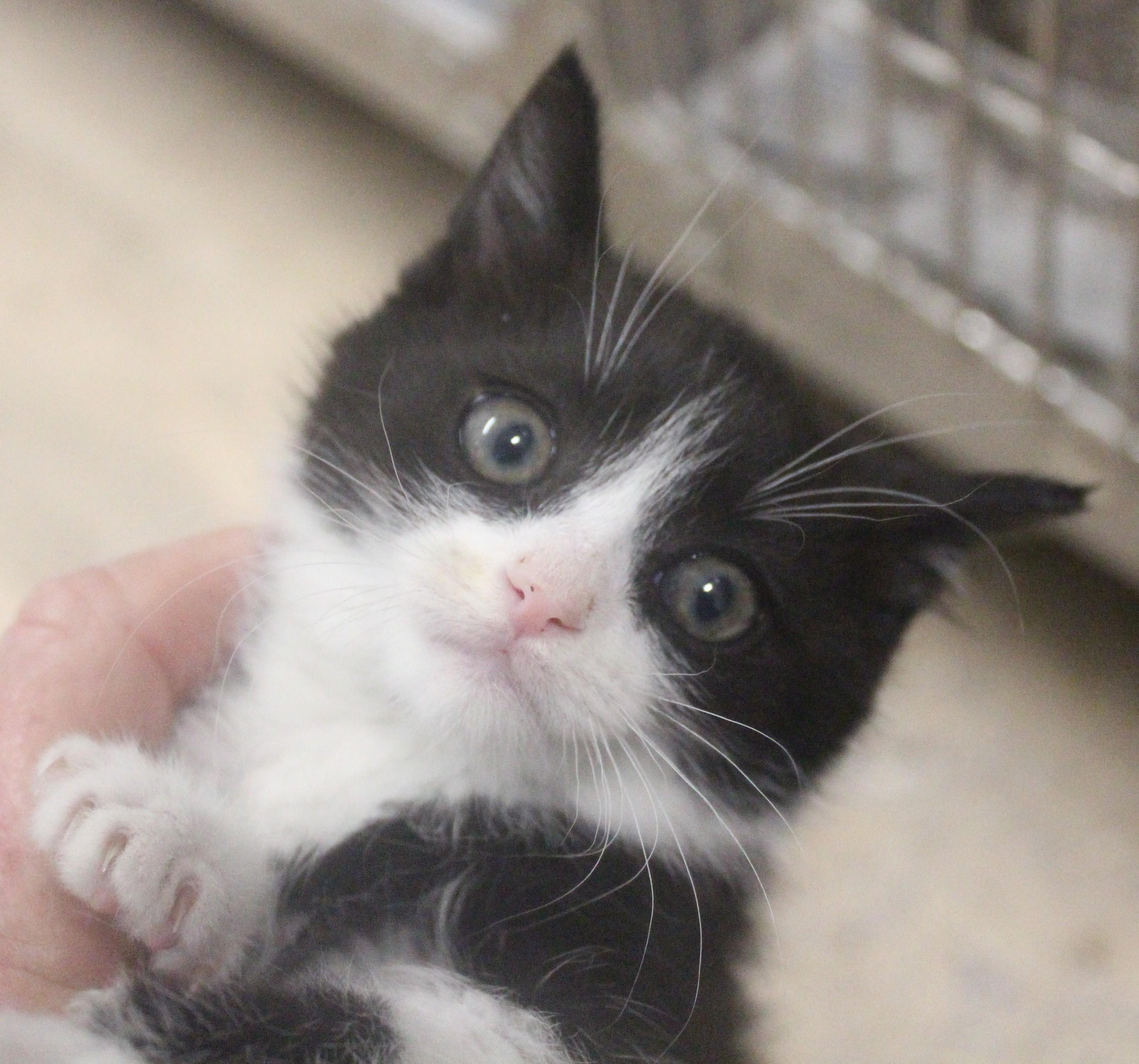 Aspen, ADOPTABLE, Young Female American Shorthair.