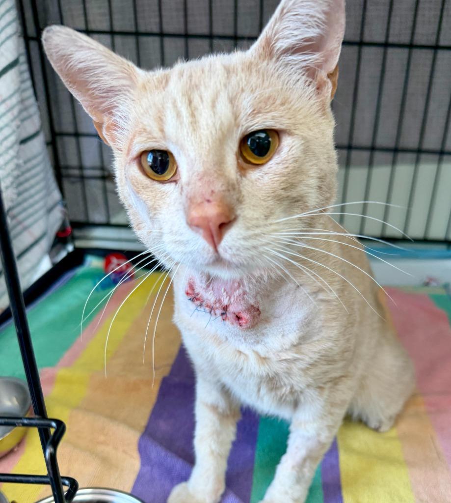 Sonny, Adoptable, Young Male Domestic Short Hair.