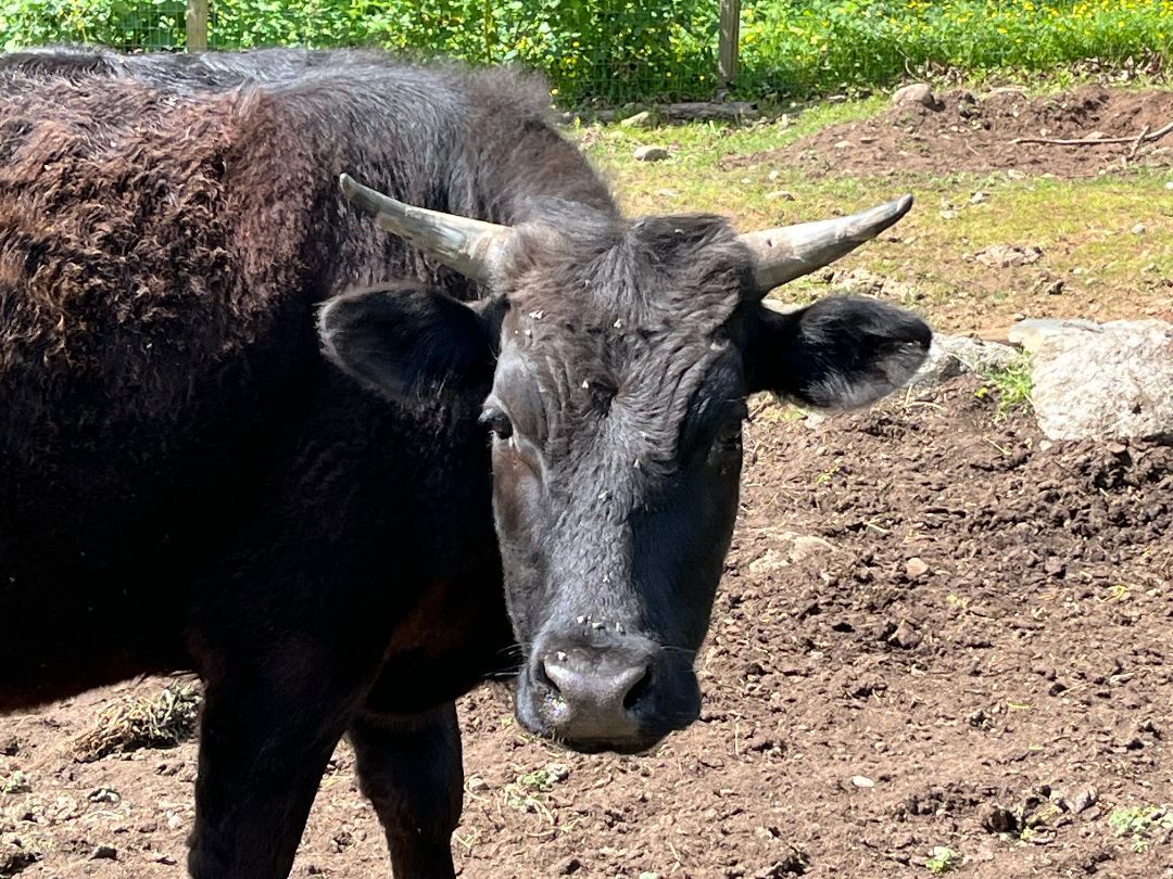 Dozer, a Adoptable Angus in Quilcene, WA image 2/6