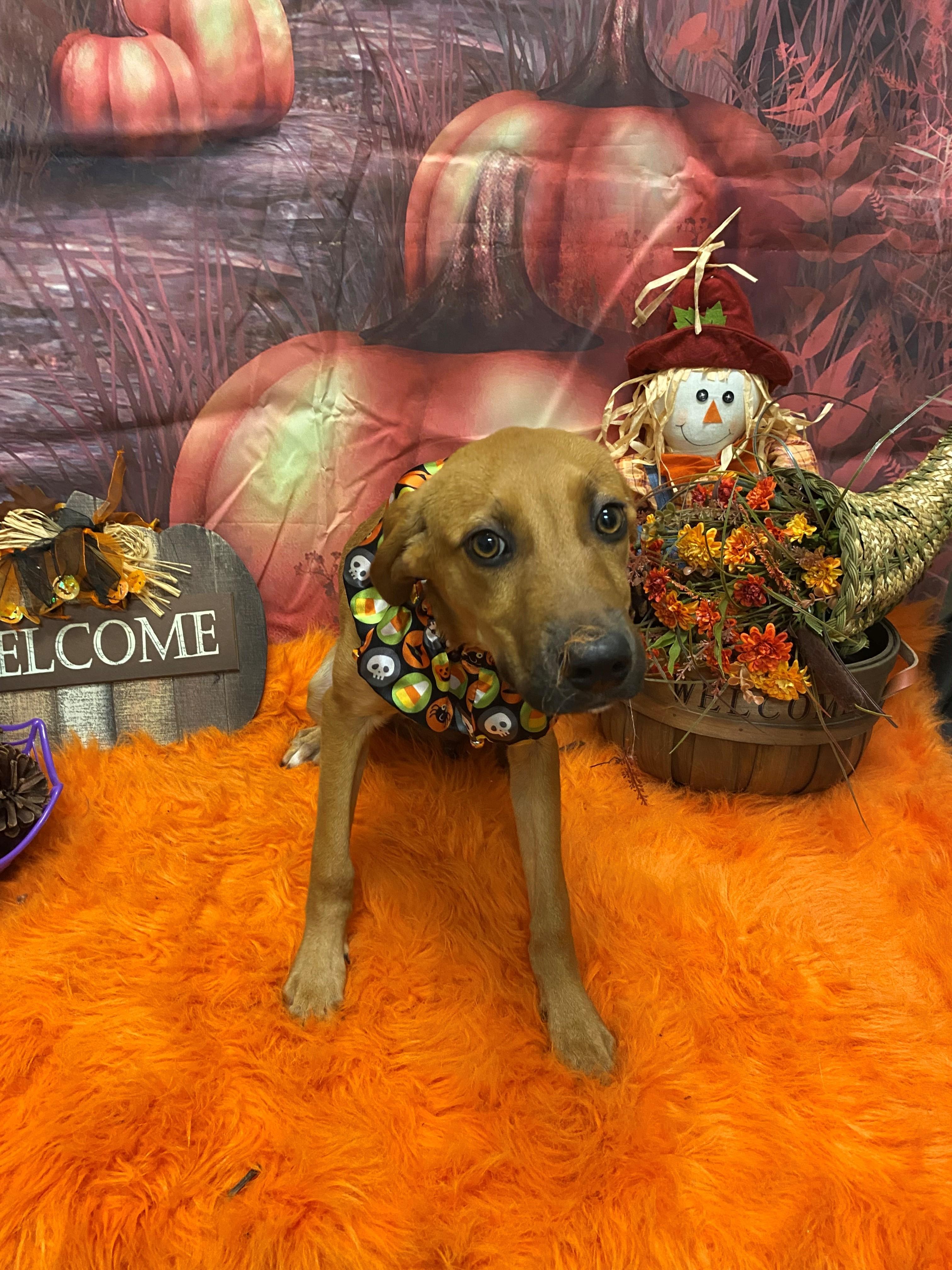 Enlarge Buffy 59657840, a Adopted Mixed Breed in Harvey , LA image 1/1