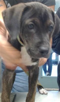 LUNA, Adoptable, Puppy Female Pit Bull Terrier.