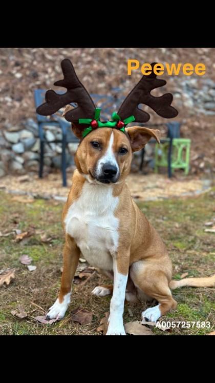 Enlarge Pee Wee, an adopted mixed breed in Dahlonega, GA image 1/1